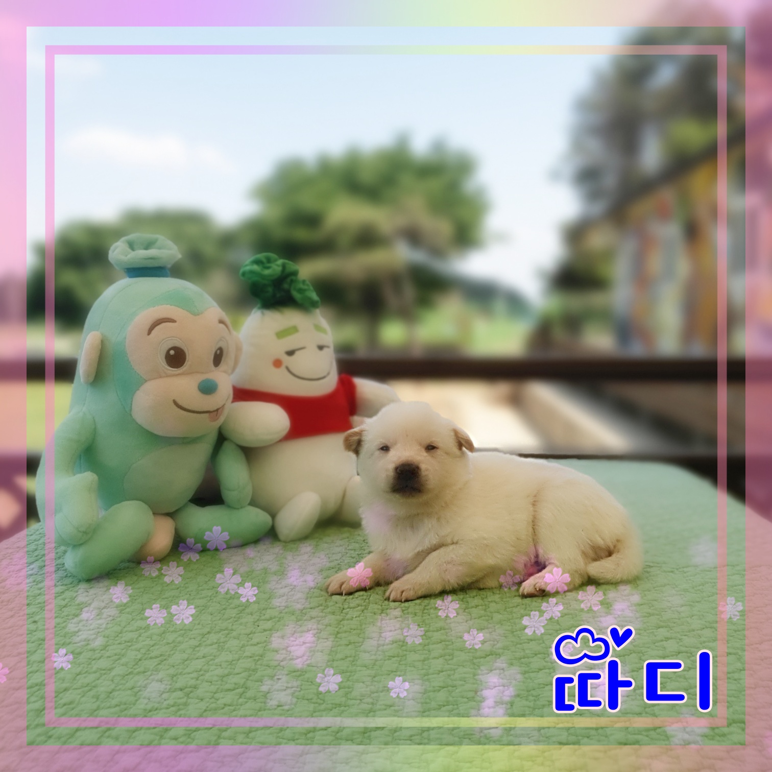 군산유기동물보호센터_445467202300891